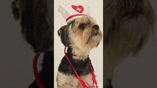 VODAFONE DOG funny trending subscribe shorts [upl. by Sletten828]