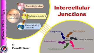 Intercellular junctions [upl. by Rolyak]