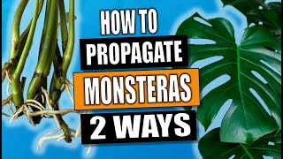 Monstera Propagation 2 Ways to Propagate Monstera Deliciosa [upl. by Cudlip]