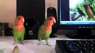 Lovebird inséparable oiseau [upl. by Ibloc426]