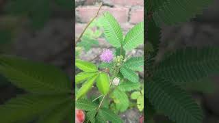 Mimosa Pudica🌴🌴🌴youtubeshorts viralvideo trending nature plz subscribe [upl. by Erlond415]