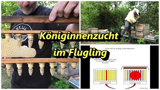 Königinnenzucht im Flugling [upl. by Mich]