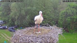 Storchennest Meissen Gevattersee  Die Störchin sieht ihr 1 Küken  04052024 [upl. by Ahsam]