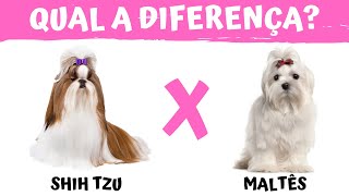 Qual a diferença entre SHIH TZU e MALTÊS [upl. by Sumaes]