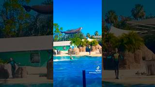 Sea World Trip ✨❤️ edit fyp seaworld ocean [upl. by Reisfield]