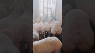 Dumbasheepdumba animals youtubeshorts shortvideo shorts shortsfeed trending trendingshorts [upl. by Anicul850]