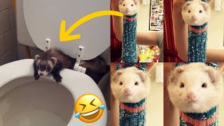 🤣 Funny Ferrets Compilation  Funny Ferrets TikTok  Funny Ferrets Videos  Ferrets Funny Moments😂 [upl. by Naginnarb]