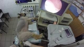 Cystoscopy dog  wwwendovetcom [upl. by Piggy812]