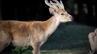 Hog Deer Australia [upl. by Lienahs]