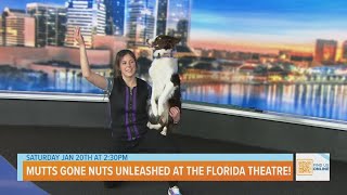 Mutts Gone Nuts UNLEASHED at the Florida Theatre [upl. by Sanburn]