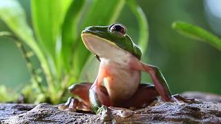 Herping Tours  Colombia  EN Gliding Treefrog Agalychnis spurrelli  ES Rana Mono Planeadora [upl. by Ramona]