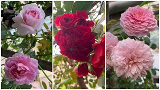 Garden Update Video on Roses English rose from David Austin Meilland Kordes Delbard and more [upl. by Myca]