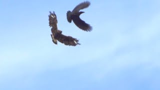 RoughLegged Hawk Defends Nest from Ravens [upl. by Raines853]