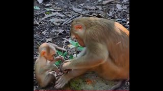 Amazing  Baby Monkey Watches His Mother Check Food [upl. by Shrier615]