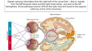 Rod Cell Signaling [upl. by Othella]