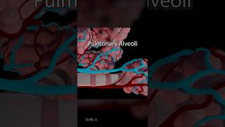 What Are Pulmonary Alveoli 3D Animation [upl. by Teyut447]