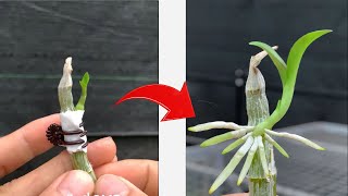 Remind you this tip to make orchids grow roots quickly [upl. by Falk]