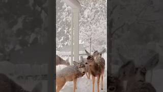 The Secret Life of Snowy 🦌🦌🦌 wildlife snowlover naturelovers shortfeeds shortsfeedsyoutube [upl. by Adrien]