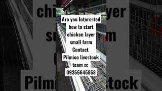 egg layer farm chicken ducks quailpilmico feeds contact us [upl. by Accemahs850]