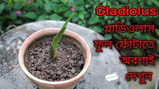 How to Grow Gladiolus From BulbsGrown from corms [upl. by Herby]