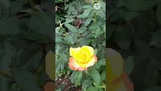 double yellow roses plant [upl. by Armond441]