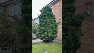 Conifer trim this afternoon 👨‍🌾 oddlysatisfying satisfying garden gardening timelapse fyp [upl. by Errehs483]