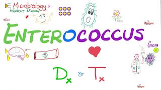 Enterococcus  Diagnosis and Treatment  Microbiology 🧫 and Infectious Diseases [upl. by Dnaleel]