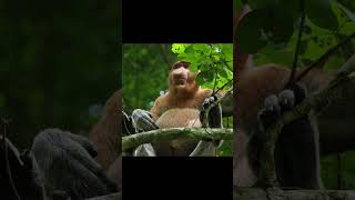 Proboscis Monkeys amp Orangutans at Tanjung Puting National Park shorts orangutan [upl. by Cymbre]