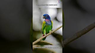 Scientific name of Blue headed parrot [upl. by Konikow]