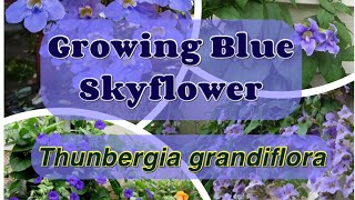 Thunbergia  Growing Blue Skyflower Thunbergia grandiflora  Bengal Clockvine  Thunbergia Plant [upl. by Stilla]