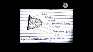 Bsc 2nd year zoology topic  lactation synopsis most imp topics [upl. by Anika]