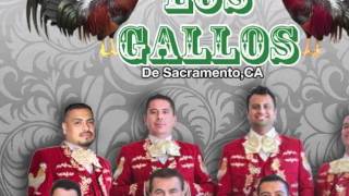 Mariachi Los Gallos  El Celoso [upl. by Auahsoj]