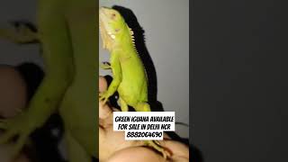 Green iguana available for sale in Delhi NCR iguana pets reptile greeniguanas shorts ytshorts [upl. by Bickart]