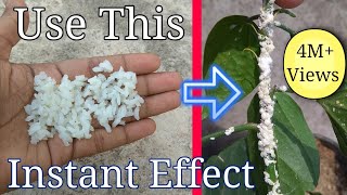 How to get rid of white mealybugs using organic pesticide [upl. by Idihsar]