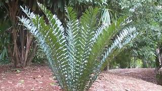 African Cycads Encephalartos ferox [upl. by Einavoj]