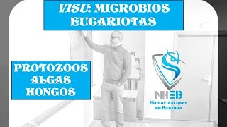 Principales microbios eucariotas protozoos algas y hongos [upl. by Isabel853]