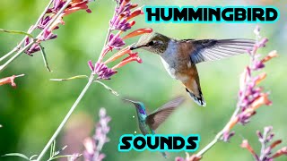 Hummingbird sounds  Ruby throated Hummingbird Sounds with Waves on a Lake  Bird Sounds [upl. by Aholla]