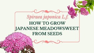 GROWING JAPANESE MEADOWSWEET FROM SEEDS  GARDENING SECRETS  MAGICAL PLANTS [upl. by Jaime]