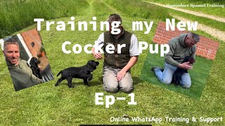 Ep1 Training my New Working Cocker Spaniel Puppy [upl. by Aramo58]