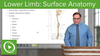 Lower Limb Surface Anatomy amp Osteology – Anatomy  Lecturio [upl. by Gilbart]