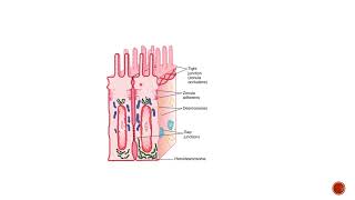 Intercellular junctionsGeneral physiology [upl. by Almira820]