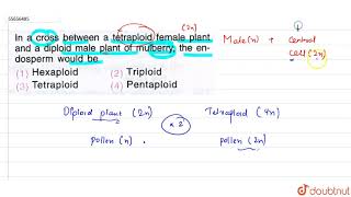 In a cross between a tetraploid female plantand a diploid male plant of mulberry [upl. by Dora]