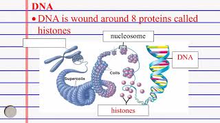 Epigenetics DNA methylation and Acetylation [upl. by Natka]