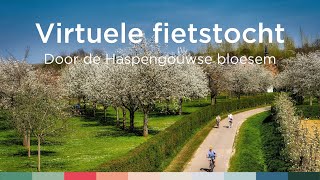 Virtuele fietstocht door de Haspengouwse bloesems  Visit Limburg [upl. by Anisah]