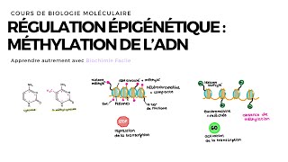 Méthylation de lADN  Biochimie Facile [upl. by Ertemed591]