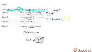 The chief function of parenchymatous tissue is to [upl. by Jaala530]