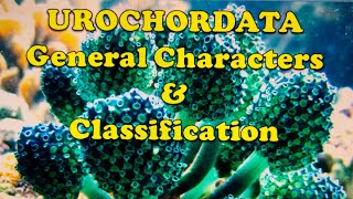 UROCHORDATA General characters and Classification [upl. by Leonerd]