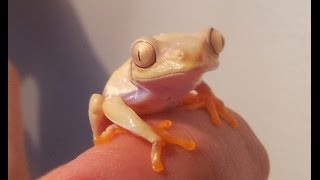 Red eyed Tree Frog Lutino morph Agalychnis callidryas [upl. by Adlih]