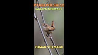 Ptaki Polski 12 Najlepsi śpiewacy [upl. by Frederic]