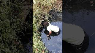 హీరో ల వేల్లడు 😱fishing wildfishing villagefishinglife onlyfishing newfishing fishingvideo [upl. by Hakkeber880]